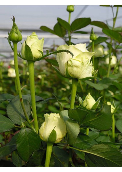Videolu Yediveren Pembe ve Beyaz Renkli (30 60 Cm) 2 Adet Saksılı Aşılı Gül Pink And White fiyatları