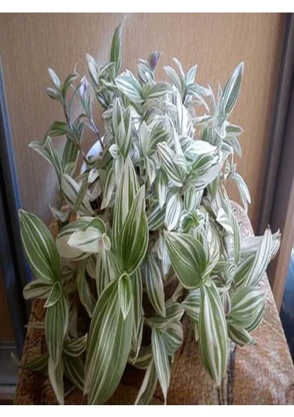 Videolu 1 Adet Beyaz Alacalı Telgraf Çiçeği 10-15 cm Saksılı Çiçekli Bodur Tradescantia Albiflora