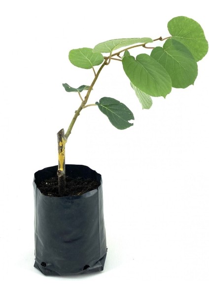 Hayward Kivi Fidanı-Dişi 35-40 cm Bol Verimli Soğuğa Dayanıklı