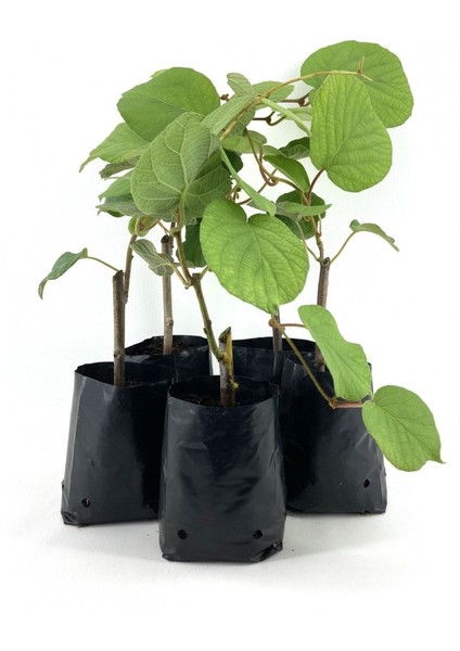 Hayward Kivi Fidanı-Dişi 35-40 cm Bol Verimli Soğuğa Dayanıklı fiyatları