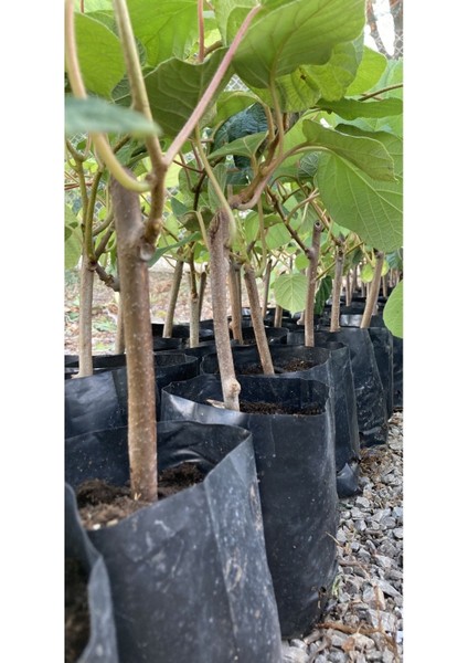 Hayward Kivi Fidanı-Dişi 35-40 cm Bol Verimli Soğuğa Dayanıklı fırsatları
