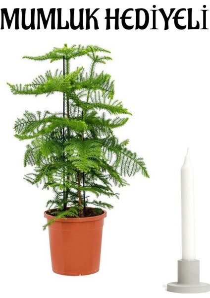 Ince Yapraklı Yeşil Salon Çamı Sevgililer Gününe Özel Mumluk Hediyeli