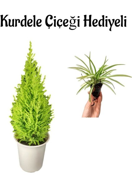 Limon Kokulu Limon Çamı Sevgililer Gününe Özel Kurdele Çiçeği Hediyeli