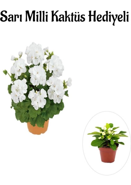Hediyelik Beyaz Sardunya Çiçeği Sevgililer Gününe Özel Sarı Milli Kaktüs Hediyeli