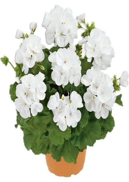 Hediyelik Beyaz Sardunya Çiçeği Sevgililer Gününe Özel Sarı Milli Kaktüs Hediyeli fiyatları