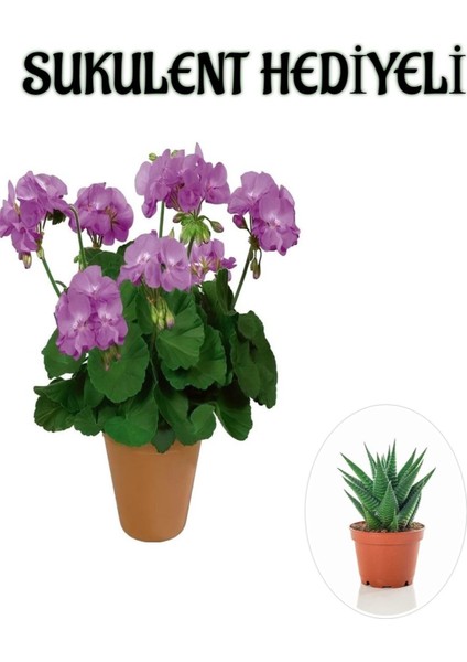 Hediyelik Mor Renk Sardunya Fidanı Sevgililer Gününe Özel Sukulent Hediyeli