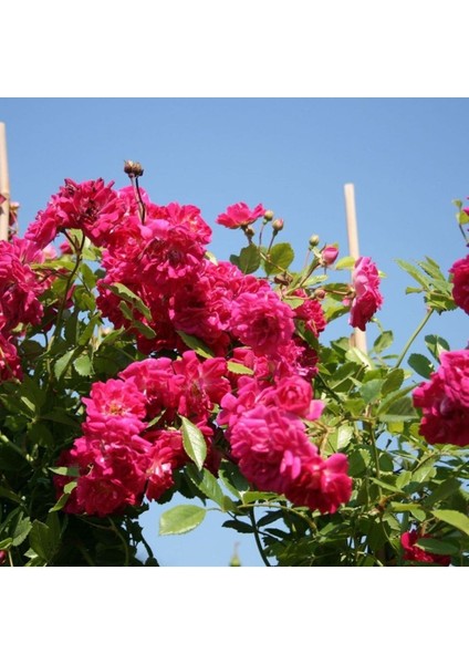 Videolu Pembe Sarmaşık Gül Fidanı Kokulu (90 140 Cm)1 Adet Tüplü Aşılı Gül Pink Rose