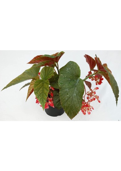 Çilli Begonya fiyatları