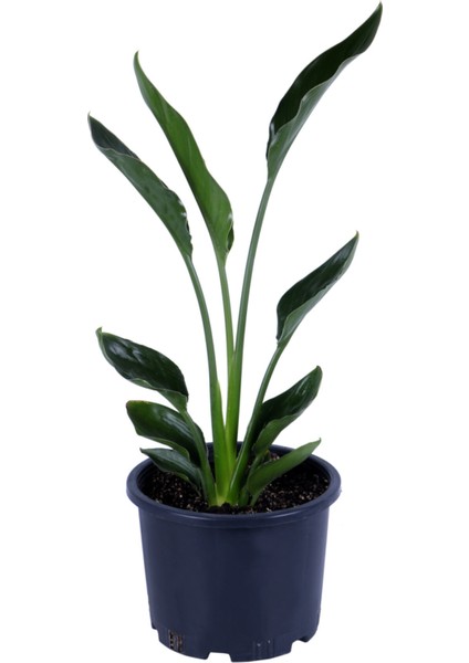 Starliçe - Starliçe Regina - Bitki Boyu 50-60 cm (Saksı Hariç) - Cennet Kuşu - Strelitzia Regina