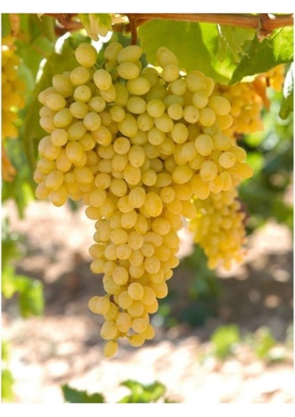 Tüplü Sultaniye Üzüm Fidanı 2 Yaş Çekirdeksiz