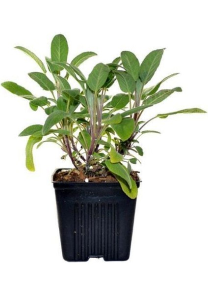 Poşet Tüplü Adaçayı Fidanı 20-30 cm