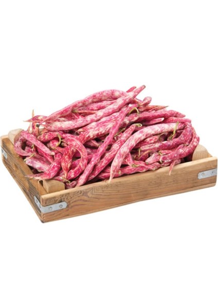 Meşhur Çilli Ayşe Fasulye Tohumu 10 Tohum Fasülye Tohumu