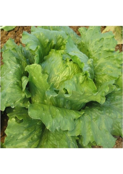 Göbekli Iceberk Marul Tohumu 100 Adet Tohum Iceberc fiyatları