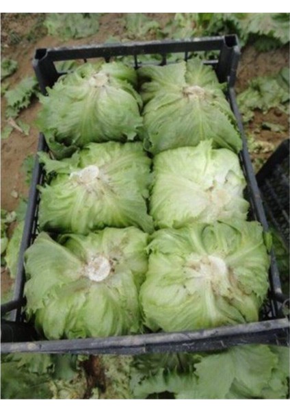 Göbekli Iceberk Marul Tohumu 100 Adet Tohum Iceberc modelleri