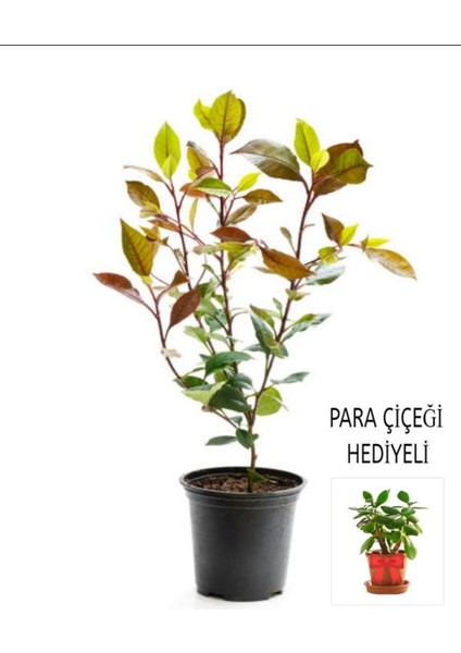 Videolu Para Çiçeği Hediyeli Alev Çalısı (30 50 Cm)1 Adet Saksılı Iç Mekan Bitkisi Photinia