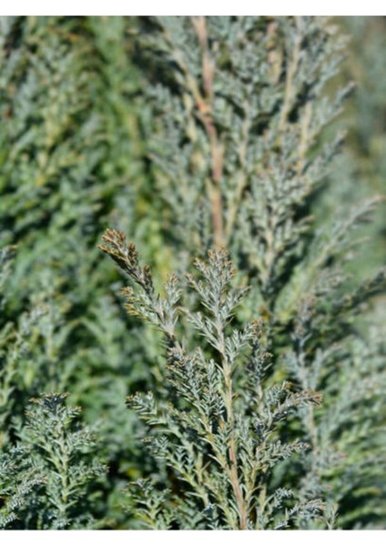 Videolu En Favori Dekorasyon Bitkisi Leylandi (30 40 Cm) 1 Adet Tüplü Cupressus fiyatları