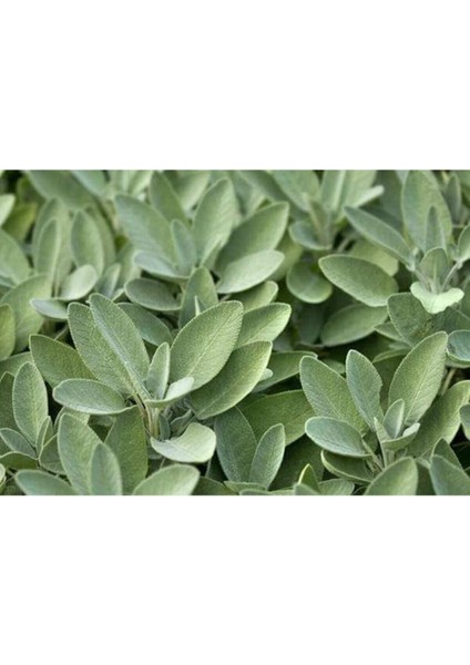 Adaçayı Fidanı Fidesi Tüplü 1 Adet 15-25 cm fiyatları