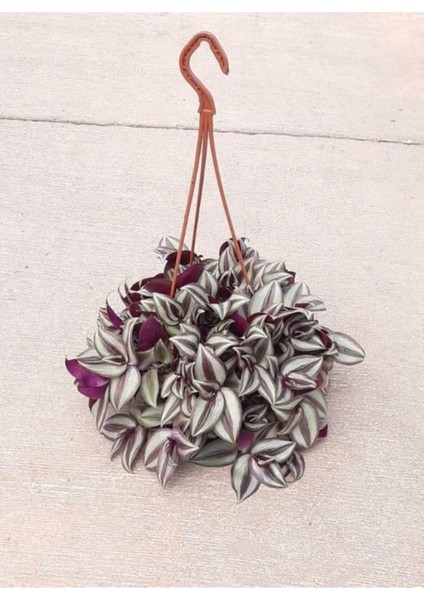 Telgraf Çiçeği Askılı Saksıda Ev Ofis Salon Bitkisi