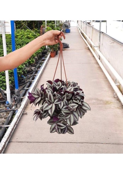 Telgraf Çiçeği Askılı Saksıda Ev Ofis Salon Bitkisi fiyatları