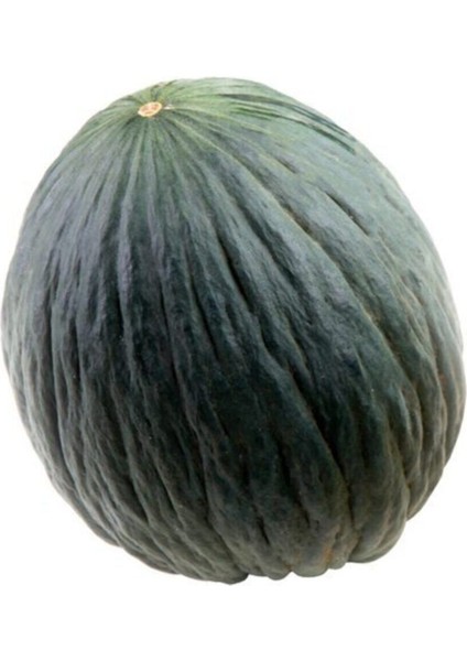 Kışlık Hasanbey Kavun Tohumu 15 Adet Tohum