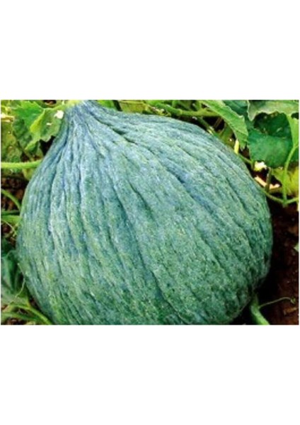 Kışlık Hasanbey Kavun Tohumu 15 Adet Tohum modelleri