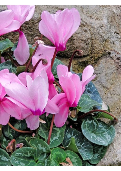 Videolu Tavşan Kulağı Sıklamen Çiçeği (30 40 Cm)1 Adet Saksılı Çiçekli Bodur Bitki Cyclamen