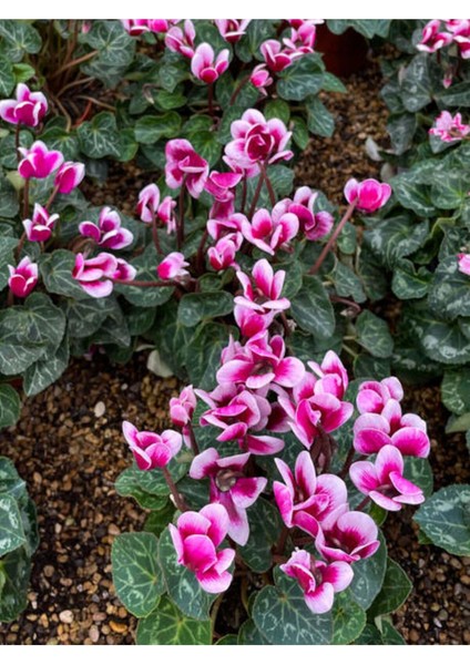 Videolu Tavşan Kulağı Sıklamen Çiçeği (30 40 Cm)1 Adet Saksılı Çiçekli Bodur Bitki Cyclamen