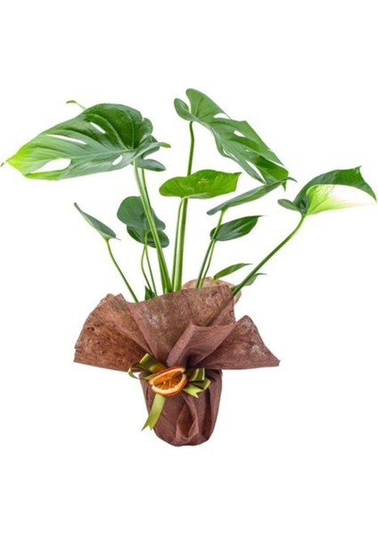 Monstera ( Deve Tabanı) Hediyelik + Tebrik Kart Notu Yazılabilir