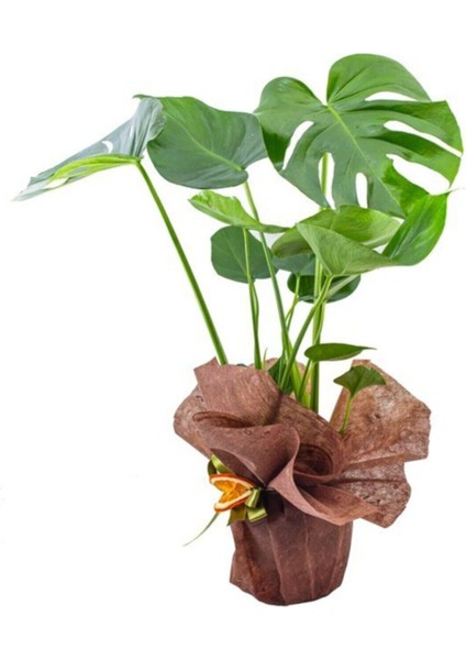 Monstera ( Deve Tabanı) Hediyelik + Tebrik Kart Notu Yazılabilir modelleri