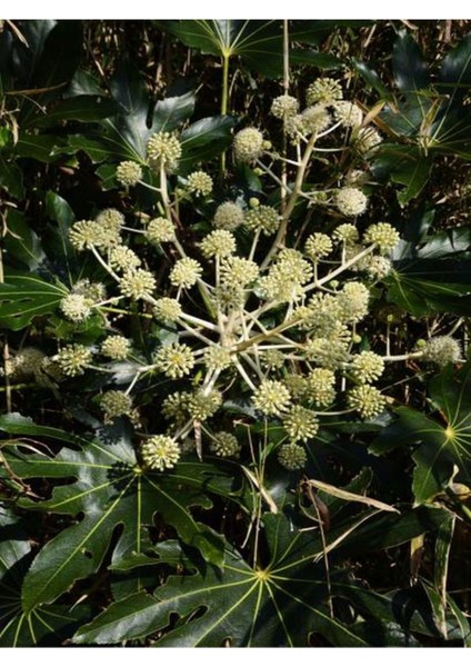 Videolu Yasemin Melisa Kolonya Çiçeği (30 60 Cm)1 Adet Saksılı Dış Mekan Bitkisi Cestrum Nocturnum
