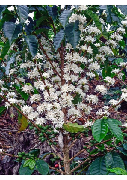 Videolu Yasemin Melisa Kolonya Çiçeği (30 60 Cm)1 Adet Saksılı Dış Mekan Bitkisi Cestrum Nocturnum fiyatları