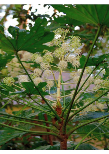 Videolu Yasemin Melisa Kolonya Çiçeği (30 60 Cm)1 Adet Saksılı Dış Mekan Bitkisi Cestrum Nocturnum modelleri