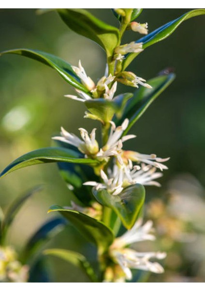 Videolu Yasemin Melisa Kolonya Çiçeği (30 60 Cm)1 Adet Saksılı Dış Mekan Bitkisi Cestrum Nocturnum fırsatları