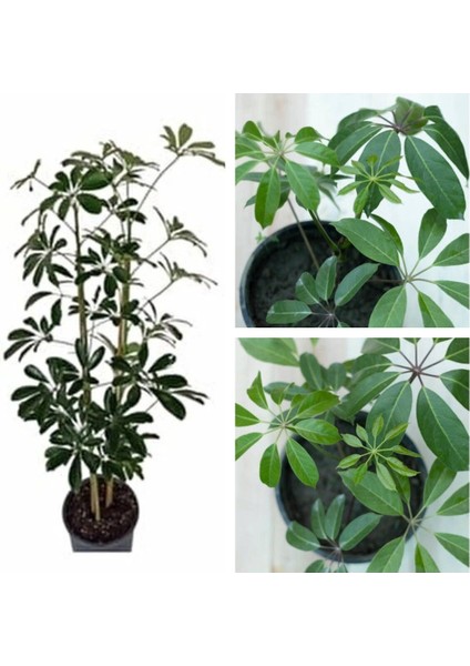 Videolu 2 Dal Yeşil Şeflera Çiçeği 30-40 cm Saksılı Iç Mekan Bitkileri Schefflera