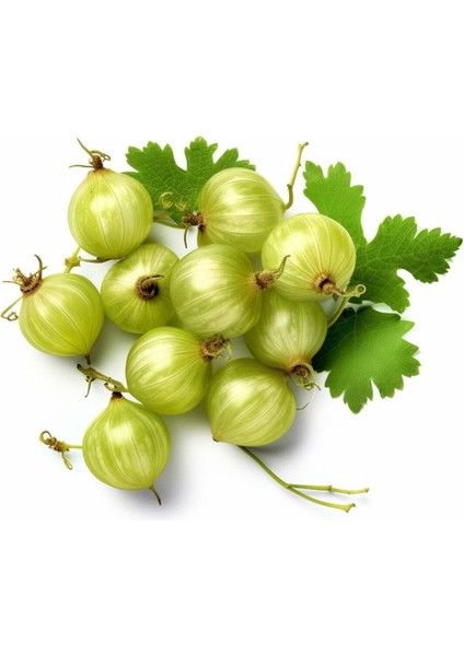 Tüplü Fidan Sarı Bektaşi Üzüm Fidanı(50 Cm)