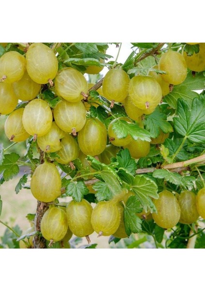 Tüplü Fidan Sarı Bektaşi Üzüm Fidanı(50 Cm) modelleri