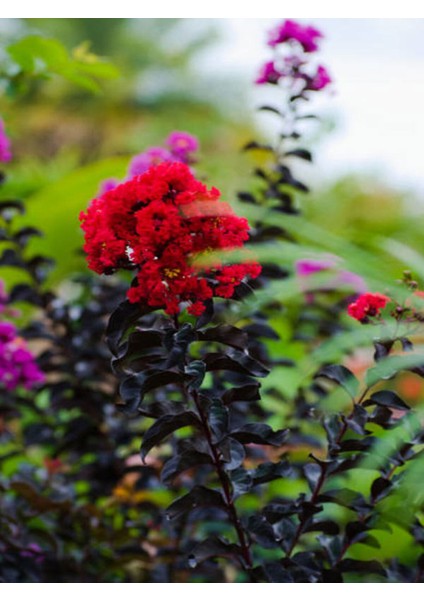 Videolu Kırmızı Çiçekli Oya Ağacı (30 65 Cm)1 Adet Saksılı Dış Mekan Ağacı Lagerstroemia Indica