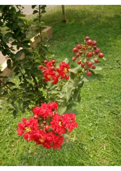 Videolu Kırmızı Çiçekli Oya Ağacı (30 65 Cm)1 Adet Saksılı Dış Mekan Ağacı Lagerstroemia Indica fırsatları
