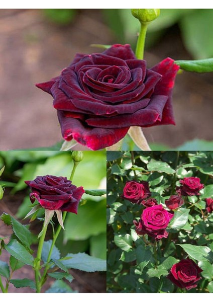 Videolu Yediveren Kokulu Bordo Renk (40 70 Cm)2 Adet Saksılı Aşılı Gül Maroon Rose