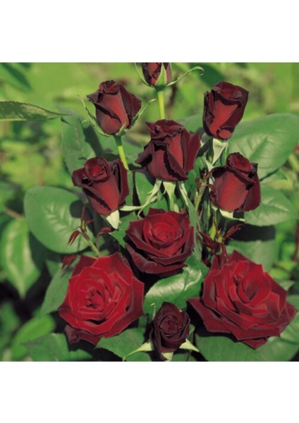 Videolu Yediveren Kokulu Bordo Renk (40 70 Cm)2 Adet Saksılı Aşılı Gül Maroon Rose fiyatları