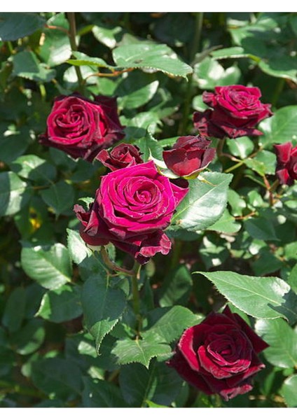 Videolu Yediveren Kokulu Bordo Renk (40 70 Cm)2 Adet Saksılı Aşılı Gül Maroon Rose modelleri