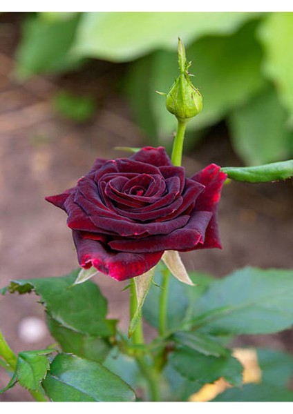 Videolu Yediveren Kokulu Bordo Renk (40 70 Cm)2 Adet Saksılı Aşılı Gül Maroon Rose fırsatları