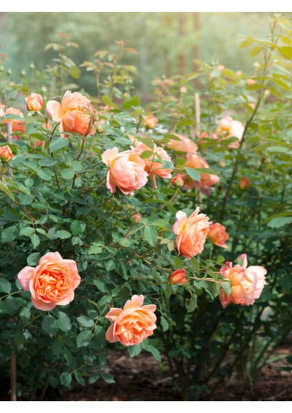 Serada Decor Plant Videolu Gül Fidanı Somon Rengi (40 65 Cm) 2 Adet Saksılı Aşılı Gül Salmon-Colored Rose