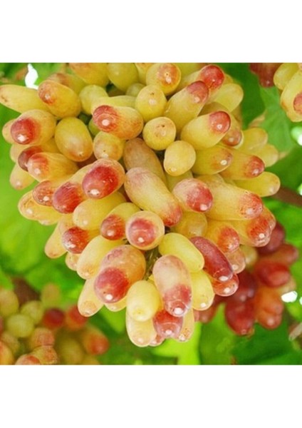 Manikür Parmak Üzüm Fidanı Tüplü 30-50cm 1,5 Yaşında Bol Verimli