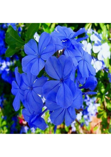 Tüplü Mavi Yasemin Fidanı (Kurşunkök Bitkisi) fiyatları