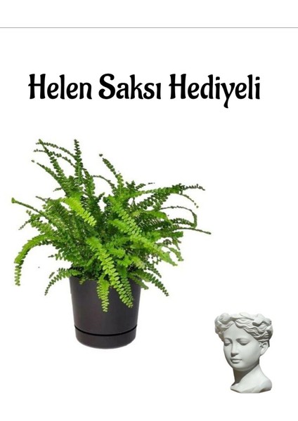 Sevgililer Günü Hediyeli Aşk Merdiveni Bitkisi Helen Saksı Hediyeli Salon Bitkisi