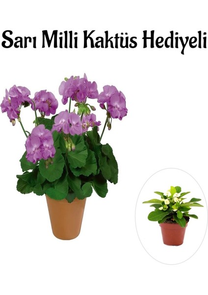 Hediyelik Mor Renk Sardunya Fidanı Sevgililer Gününe Özel Sarı Milli Kaktüs Hediyeli