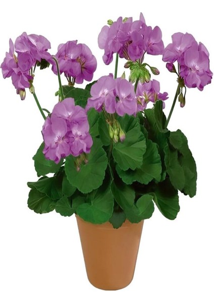 Hediyelik Mor Renk Sardunya Fidanı Sevgililer Gününe Özel Sarı Milli Kaktüs Hediyeli fiyatları