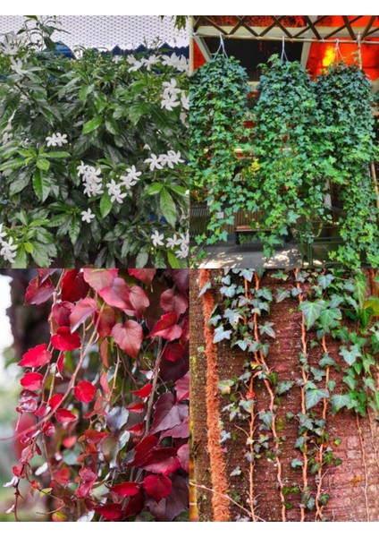 Videolu Sarmaşık Bitki Seti (60 100 Cm)4 Adet Tüplü Yasemin Amerikan Sarmaşık Yeşil- Alacalı Hedera