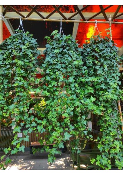 Videolu Sarmaşık Bitki Seti (60 100 Cm)4 Adet Tüplü Yasemin Amerikan Sarmaşık Yeşil- Alacalı Hedera modelleri